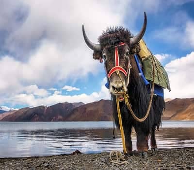 Premium Ladakh 6-Days Itinerary ,